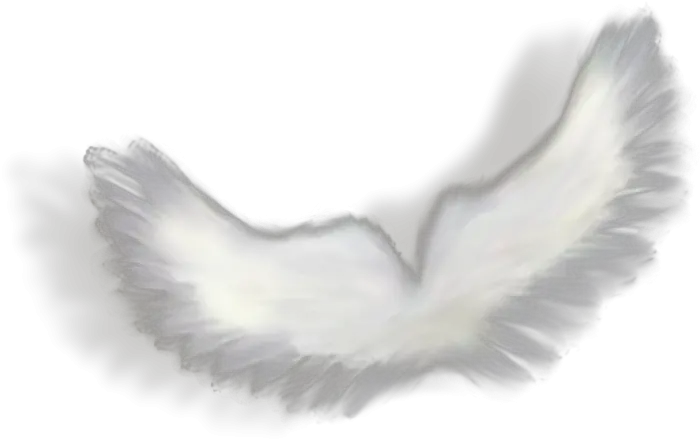 Angel Wings Stock Png