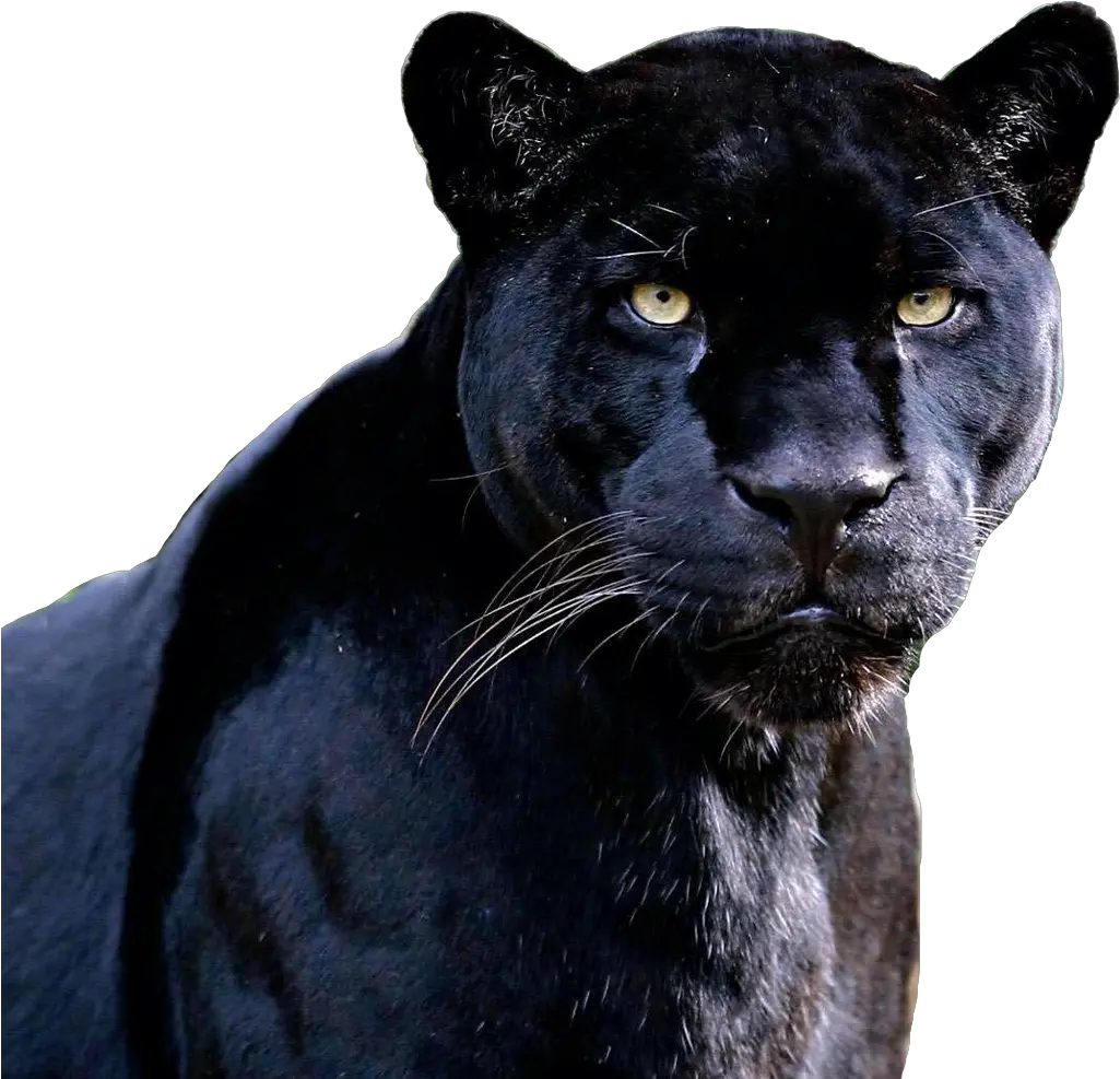 Black Jaguar Animal Png Image With No Black Panther Pictures Animal Panther Png