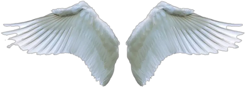 Angel Wings Profile Png