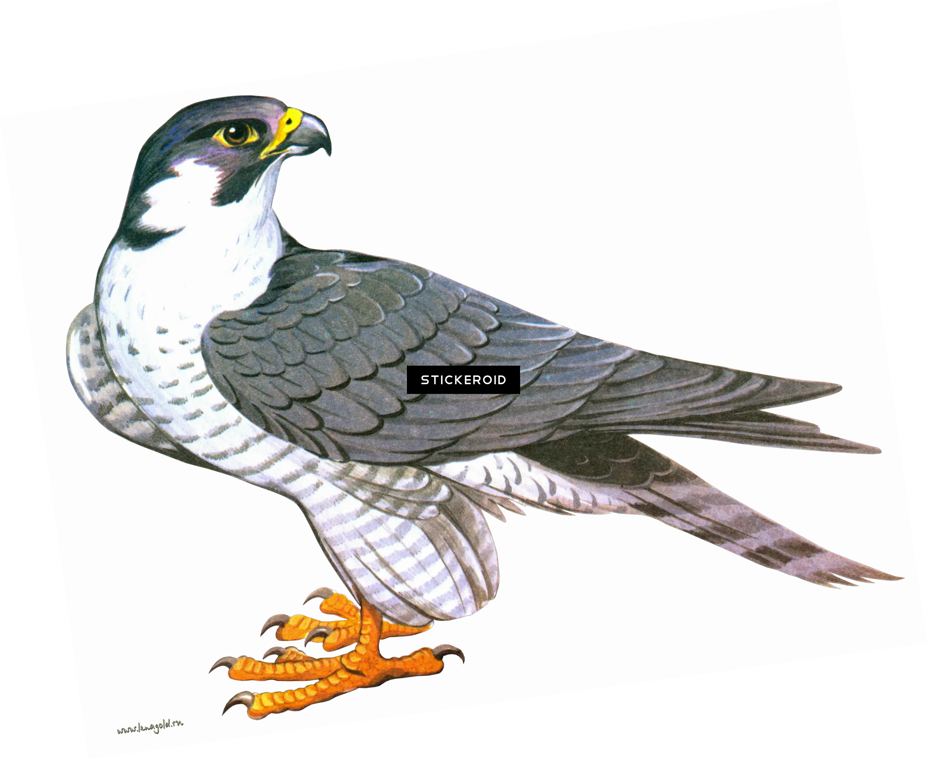 Download Falcon Animals Falcon Clipart Png Falcon Transparent