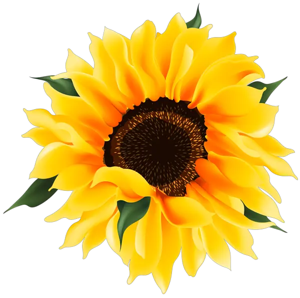 Sunflower Background Png