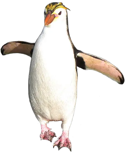 Macaroni Penguin Transparent Rockhopper Penguin Transparent Background Png Penguin Transparent Background