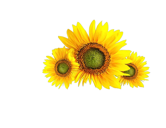 Sunflower Flower Png