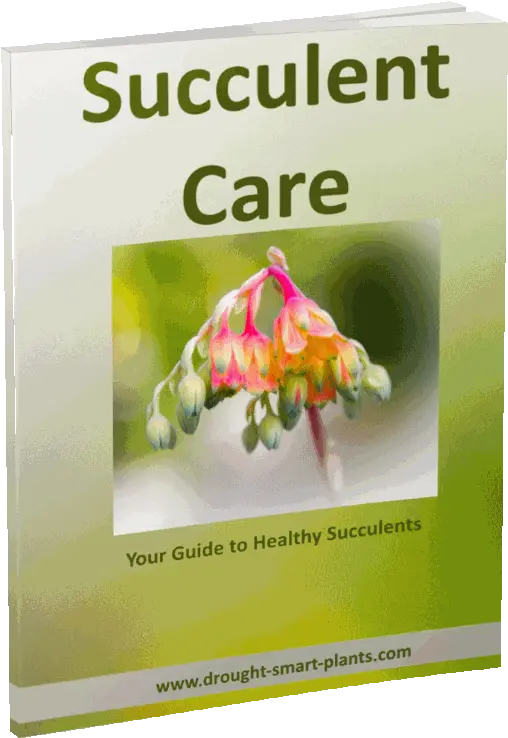 Succulent Care Handbook How To Care For Succulents Patient Participation Group Png Succulents Png