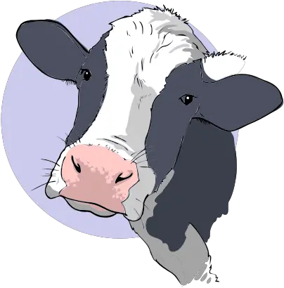 Clipart Cow Face Png Public Domain Cow Clip Art Cow Face Png