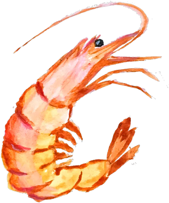 Hd Png Transparent Shrimp Shrimp Clipart Shrimp Png