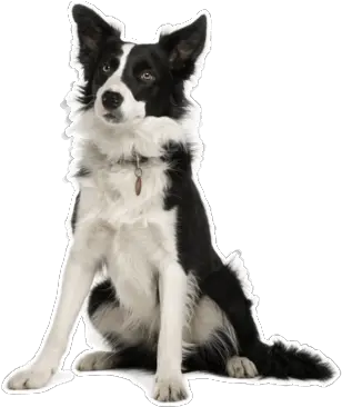 Border Collie Puppies For Sale In Delaware Adoptapetcom Dog Png Border Collie Png