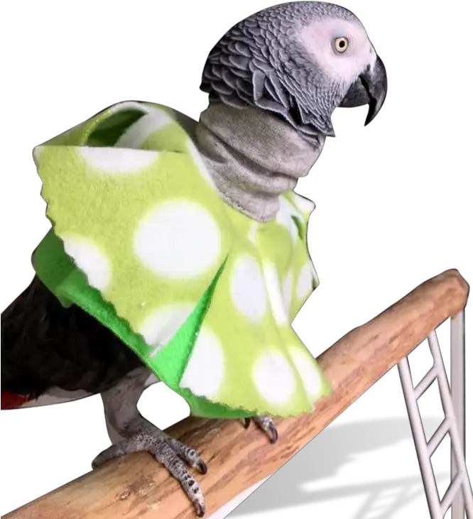 Birdsuppliescom Bird Collars Parrot Feather Plucking Scarf Parrot Png Parrot Transparent