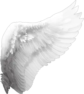 Cartoon Angel Wings Png