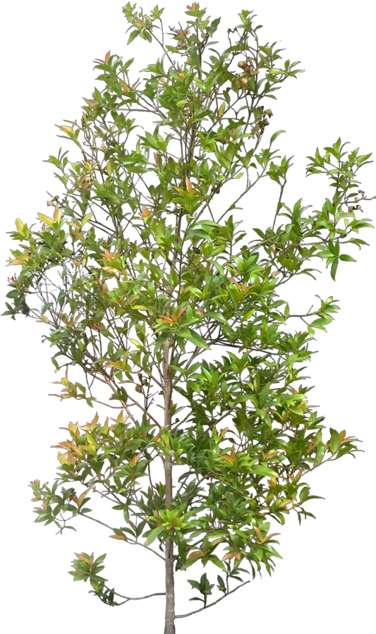 Australian Bush Png 1 Image Png Shrubs Cut Out For Photoshop Shrubs Shrub Transparent Background