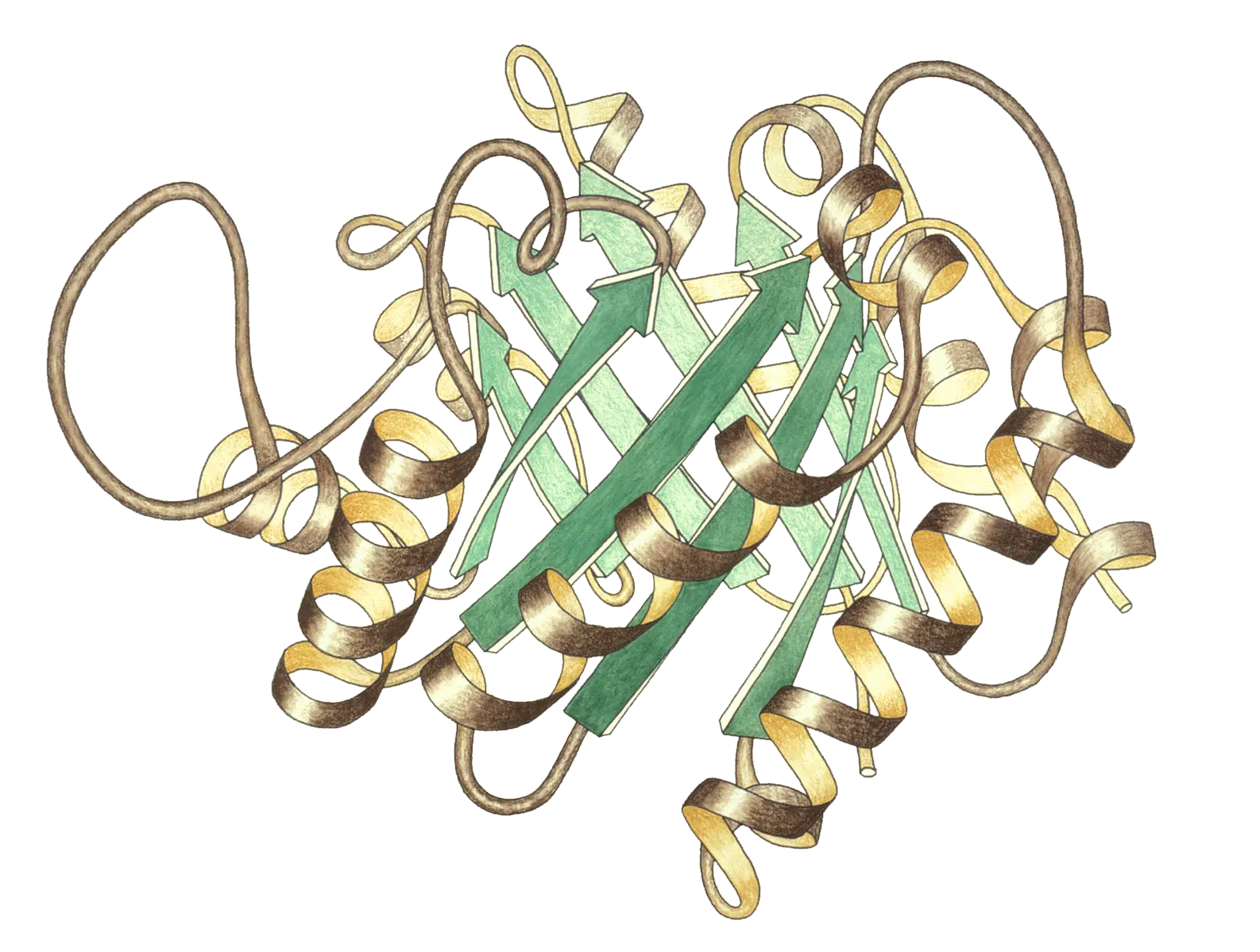 Filetriosephosphateisomerase Ribbon Pastel Transpng Triose Phosphate Isomerase Pastel Png