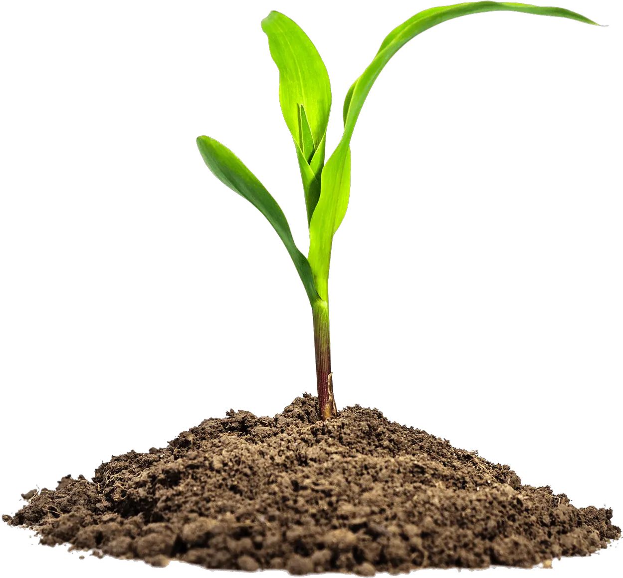 Dirt Png Images Free Transparent Soil Pngs Mud 59png