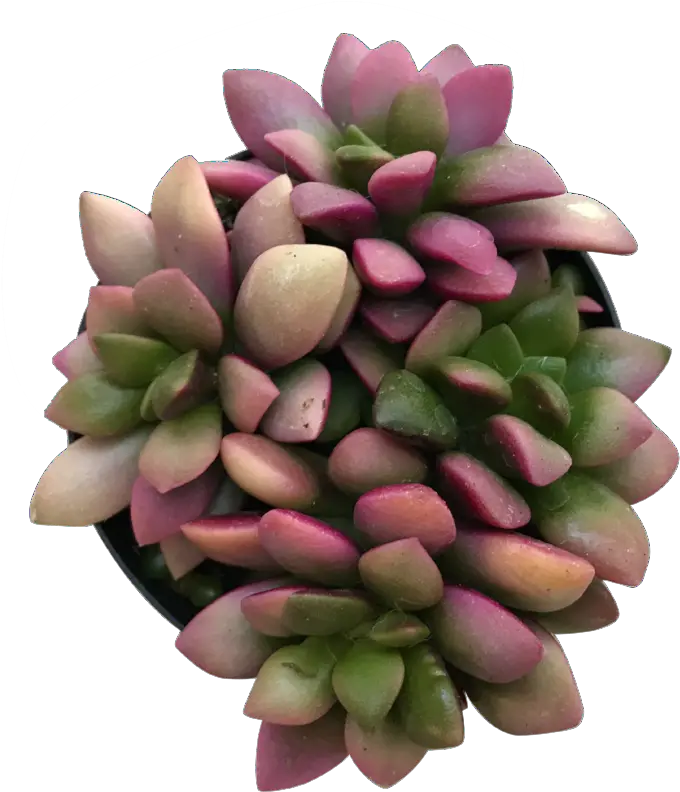 Sunrise Pachyphytum Png Succulent Transparent Background