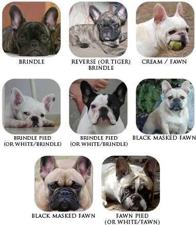 The Breed French Bulldog Looks Vixbull French Bulldogs Bulldog Frances Cores Png Bulldog Transparent Background