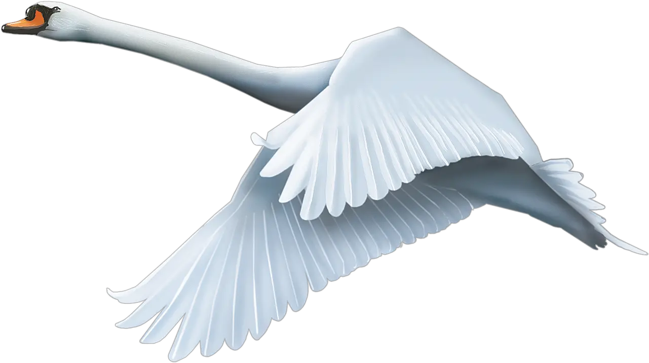 Swan Png Image Flying Swan Png Swan Png