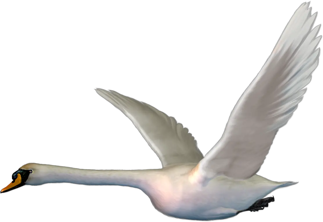 Cygnini Bird Goose Duck The Magic Swan Geese Flying Png Swan Png