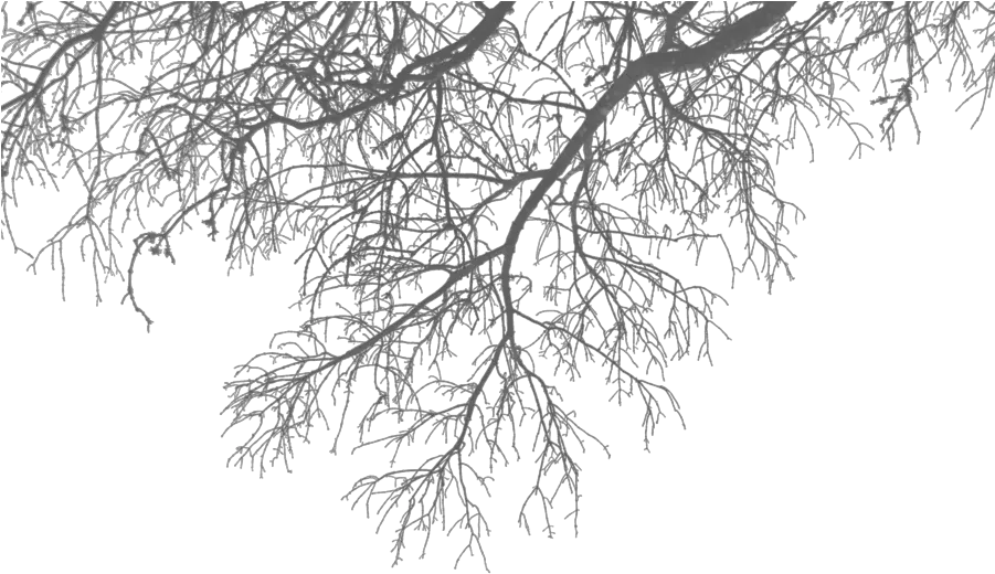 Branch Png Transparent Images Tree Branches Png Branch Png