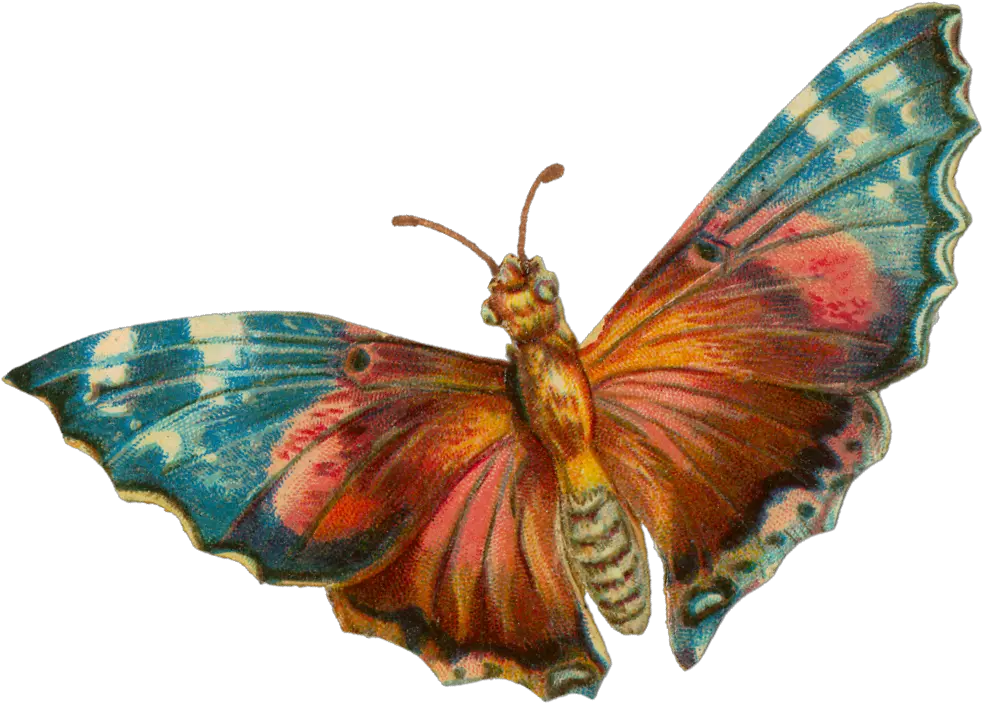 Download A Terrific Moth For Your Halloween Projects Transparent Moth Png Moth Png