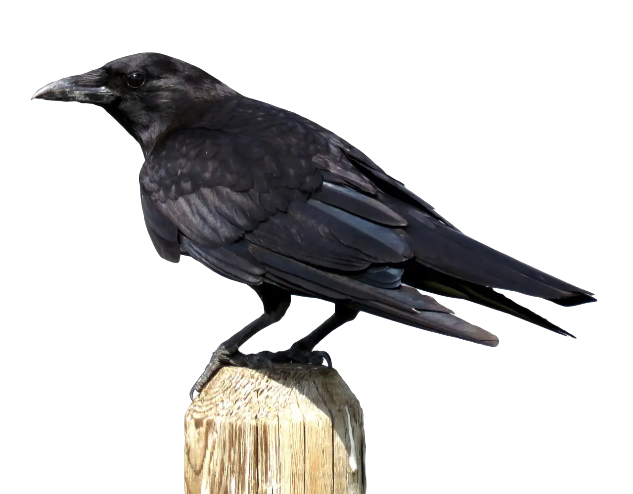 Transparent Png Image Free Clipart Transparent American Crow Crow Transparent