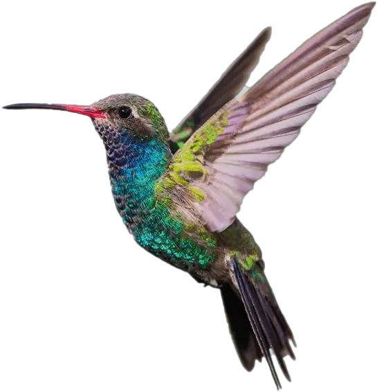 Hummingbird Png Hd Quality Play Hummingbird Png Hummingbird Png