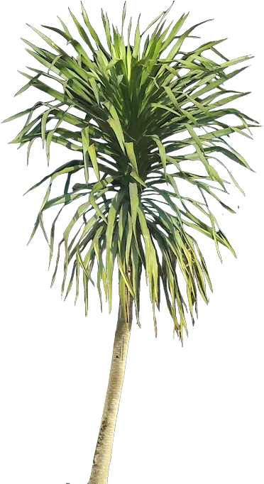 Ilustración Planta Arbustos Jardín Vertical Paisajismo Palm Trees Png Shrub Png