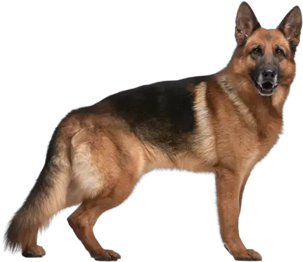 German Shepherd Png Images Free Download Pet Dog German Shepherd German Shepherd Png