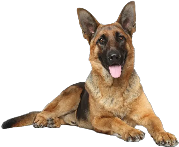 German Shepherd Dog Png Image Full Grown German Shepherd German Shepherd Png