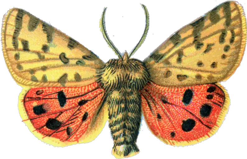 Download Free Png Moth File Portable Network Graphics Moth Png