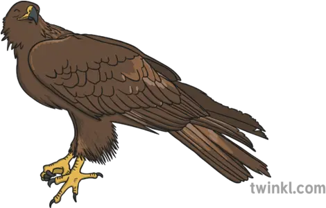 Golden Eagle Illustration Twinkl Golden Eagle Png Golden Eagle Png