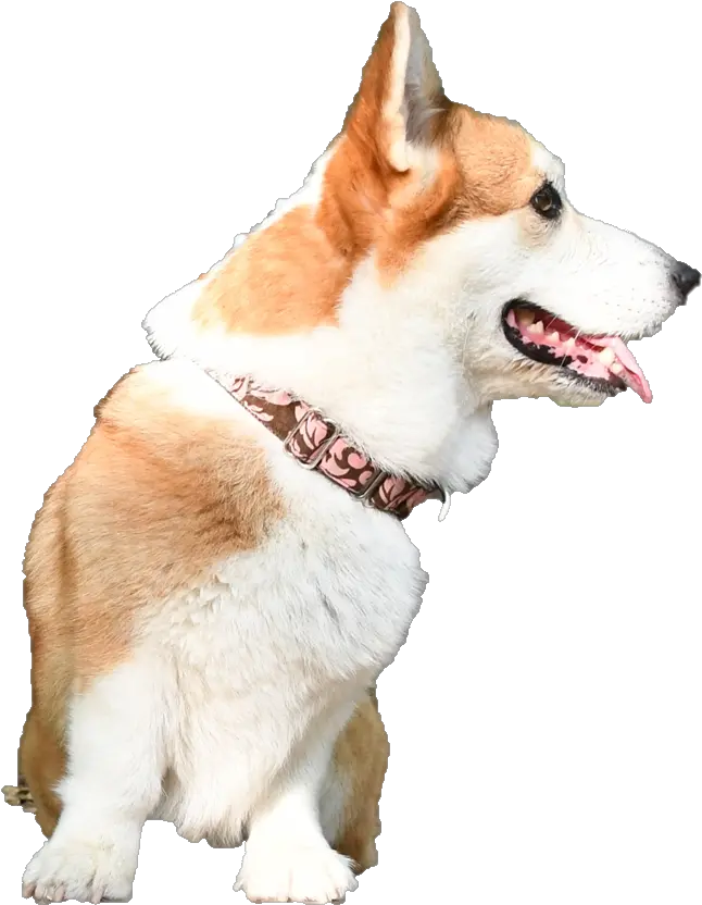 Plasmetrix Surface Plasmon Resonance Portable Devices Norwegian Lundehund Png Corgi Png