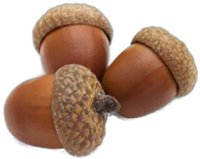 Png Background Transparent Background Acorns Clipart Acorn Transparent Background