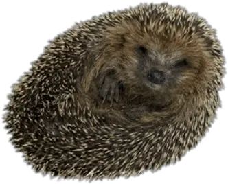 Hedgehogs Transparent Png Images Hedgehog Pet Rolled Up Hedgehog Transparent Background