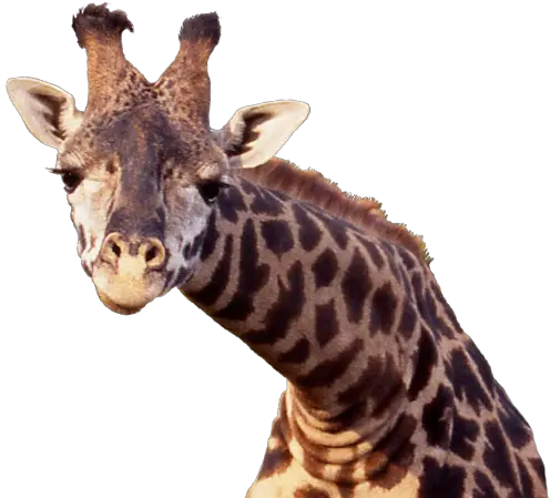 Giraffe Png Transparent Background Giraffe Png Giraffe Transparent Background