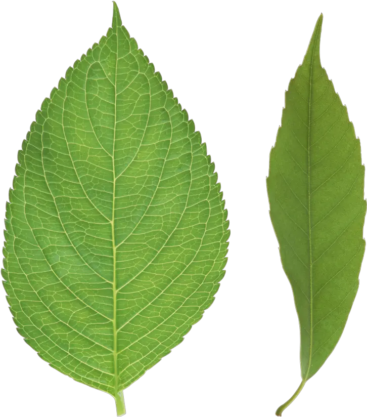 Png Leaves Download Tree Leaf Image Png Leaves Transparent Background