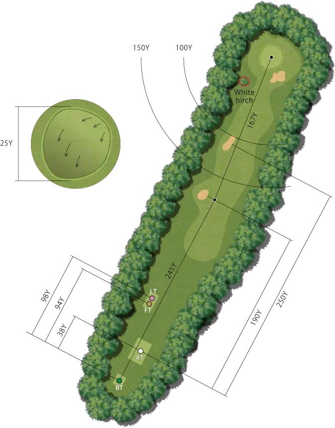 Site Plan Trees Png A Grove Of White Birch Trees Is Architecture Tree Png Plan Trees Plan Png