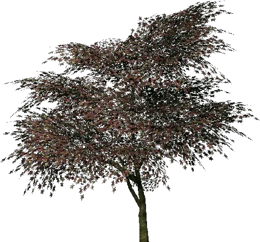 3d Trees Portable Network Graphics Png Japanese Maple Png