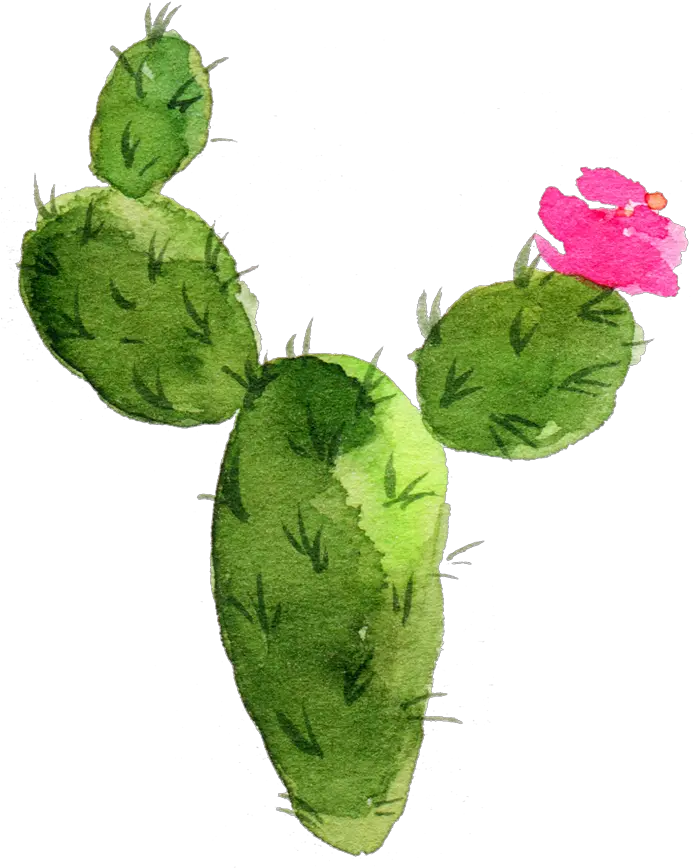 Cactaceae Painting Succulent Plant Prickly Pear Sen Cactus With Flower Drawing Png Succulent Transparent Background