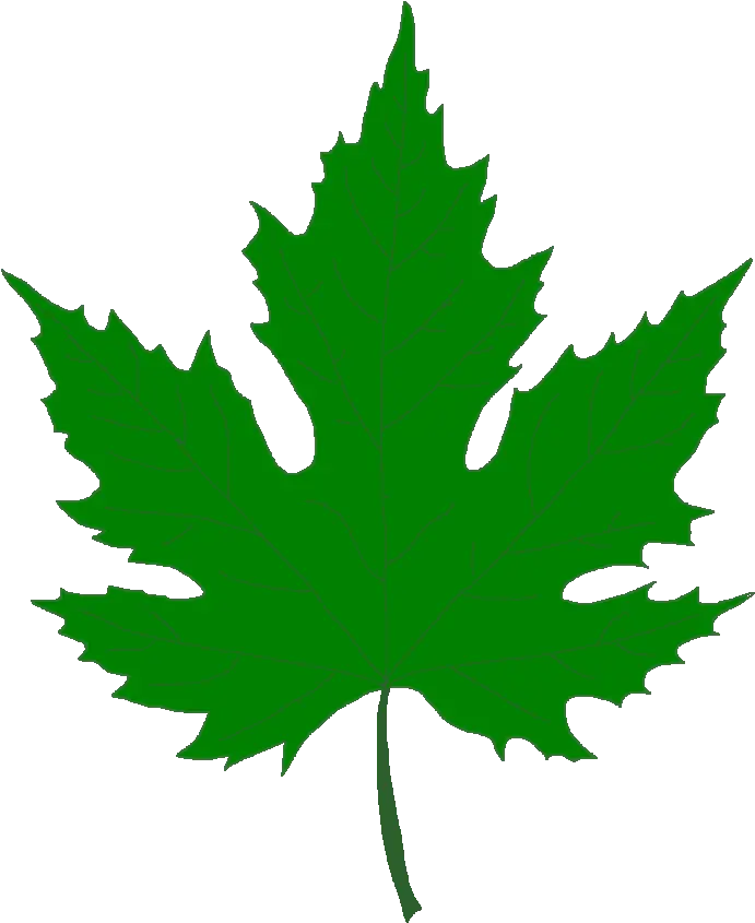 Leaves Clipart Png Picture 541166 Maple Leaf Green Png Leaves Clipart Png