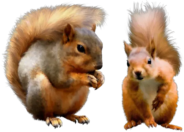 Squirrel Png Transparent Images Squirrel Squirrel Transparent Background