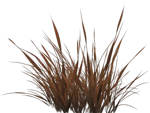 Grass With Wind Effect In Unity Alpha Grass Png Texture Wind Effect Png