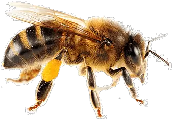 Isolated Bee Transparent Png Honey Bee Png Transparent Bee Transparent Background