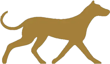 Strut Animal Mobility Specialists Veterinarian In San Animal Figure Png Golden Cat Icon