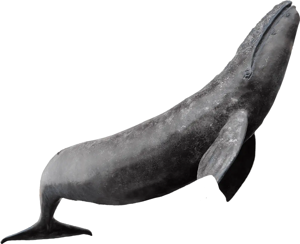 Whale Photos Png Transparent Background Whale Png Shot Png