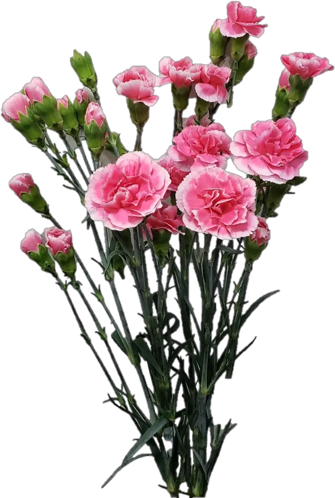 Spray Carnation Lovely Png Carnation Png