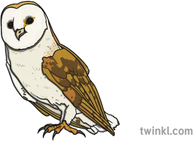 Adult Barn Owl Ver 1 Illustration Twinkl Soft Png Barn Owl Icon