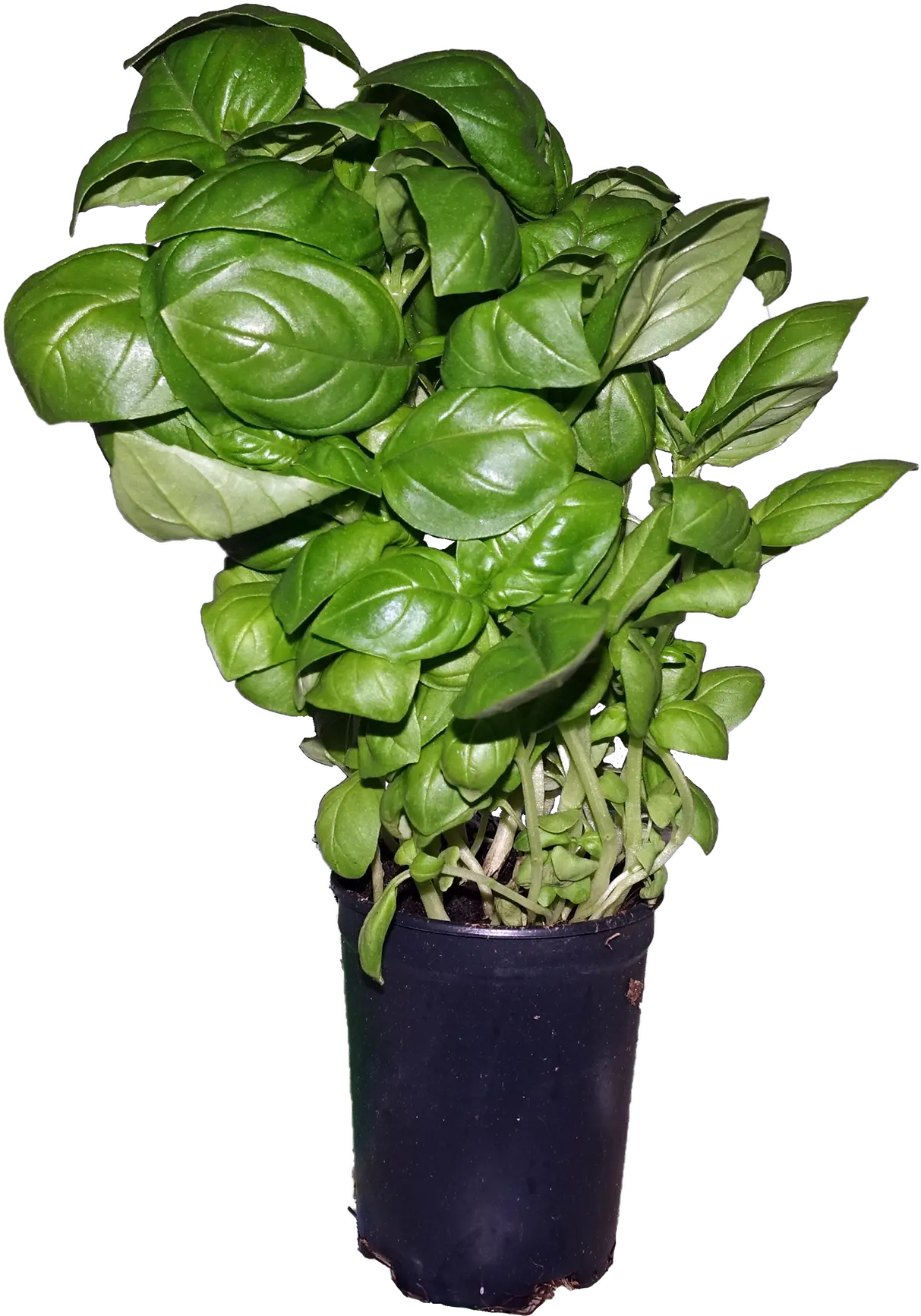 Basil Flowerpot Png Fram Png