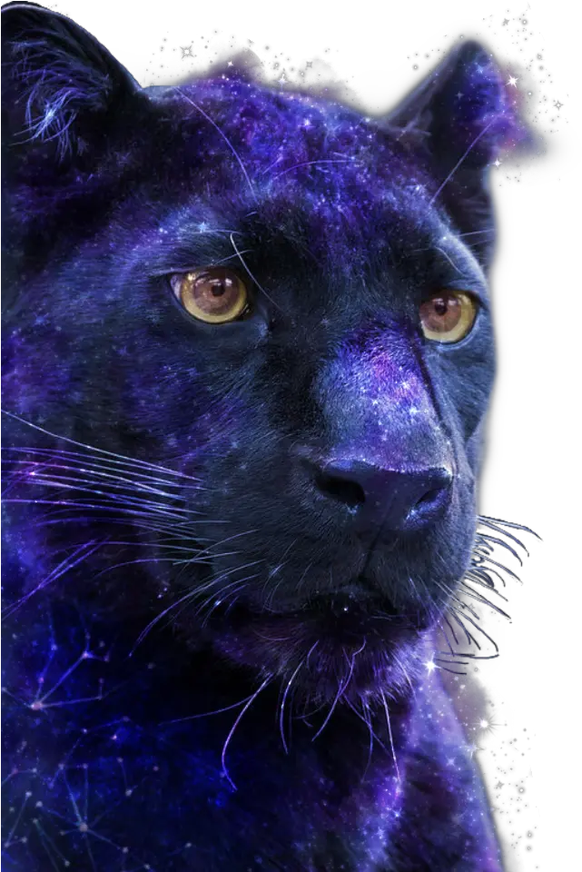 Panthers Sticker By Stella96luna Black Panther Png Panther Transparent Background