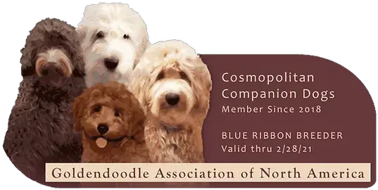 Goldendoodle Colors And Patterns Cosmopolitan Companion Dogs Parti Goldendoodles For Sale Png Dogs Transparent