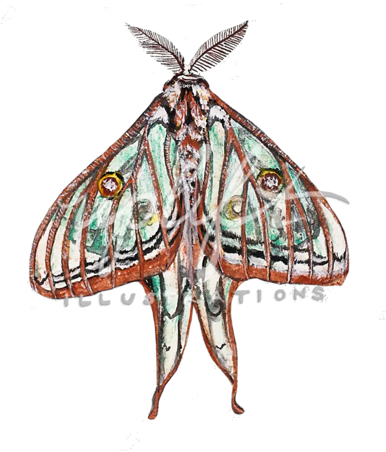 Uplift Illustrations Alsophila Pometaria Png Moth Png