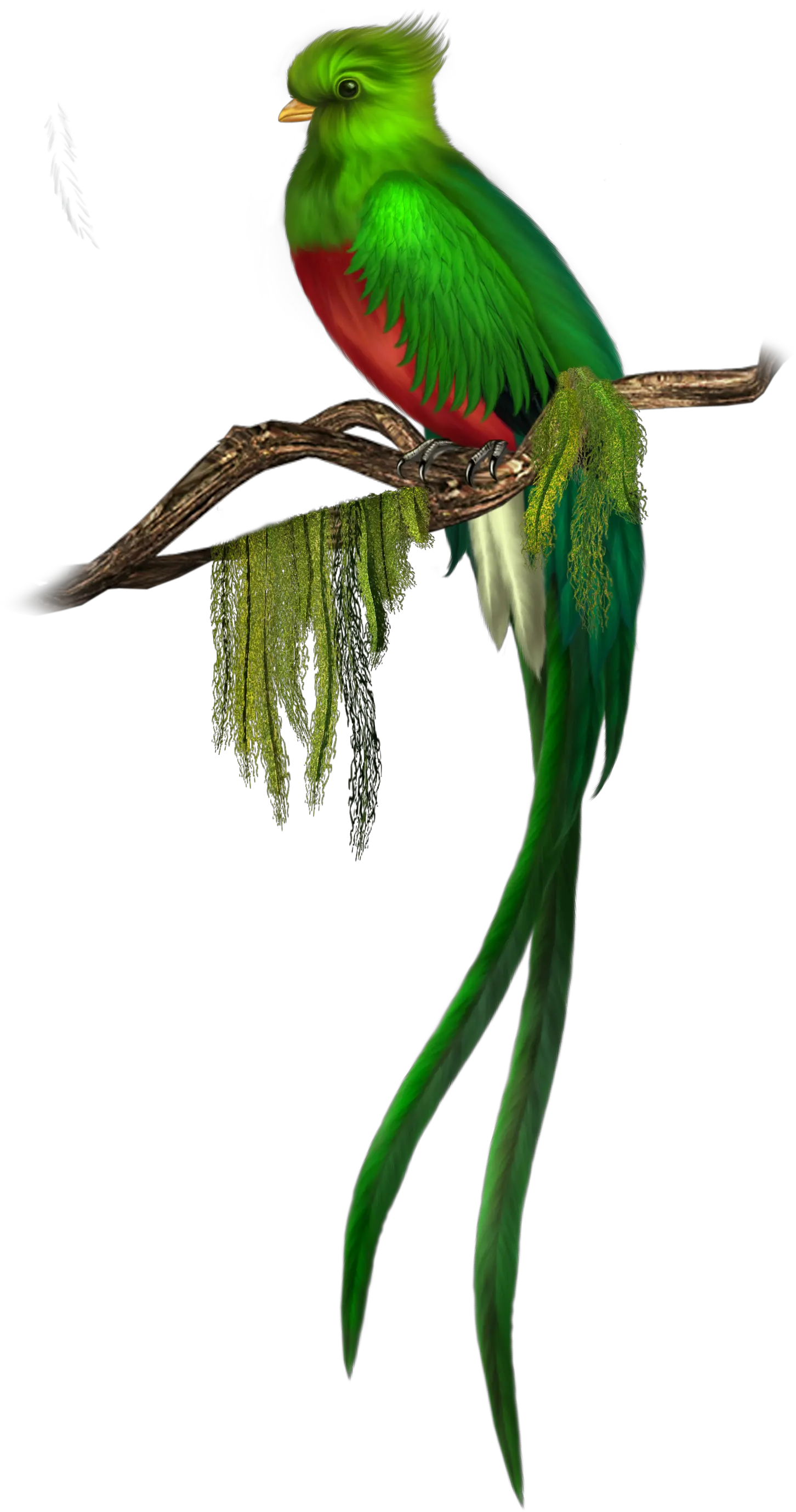 Free Png Parrot Konfest Parrot Transparent Background